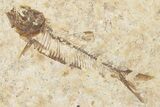Fossil Fish (Knightia) Mortality Plate - Wyoming #339037-2